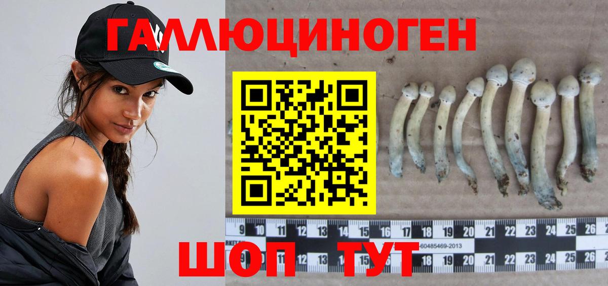 Псилоцибиновые грибы Psilocybe  Апатиты  Псилоцибиновые грибы мицелий 